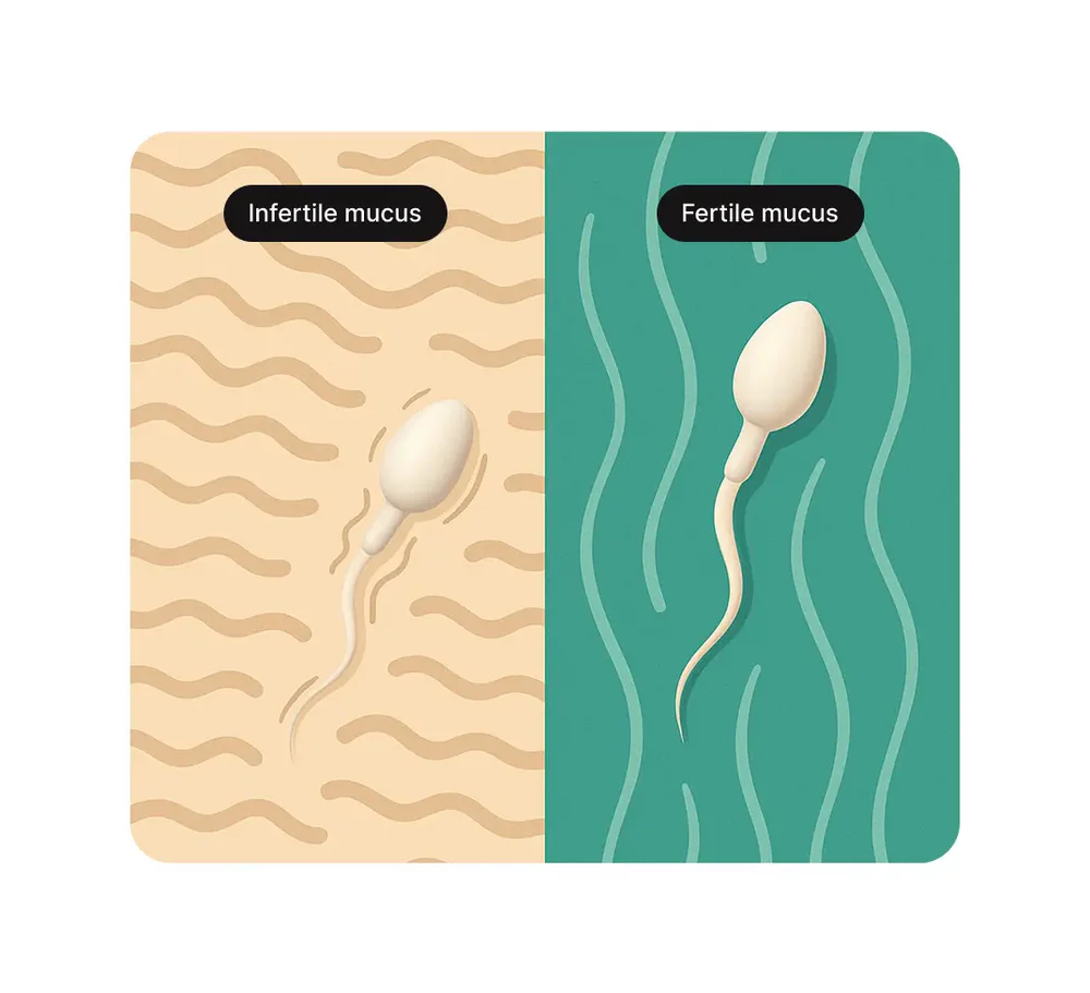 Your Fertility, Clearly Defined